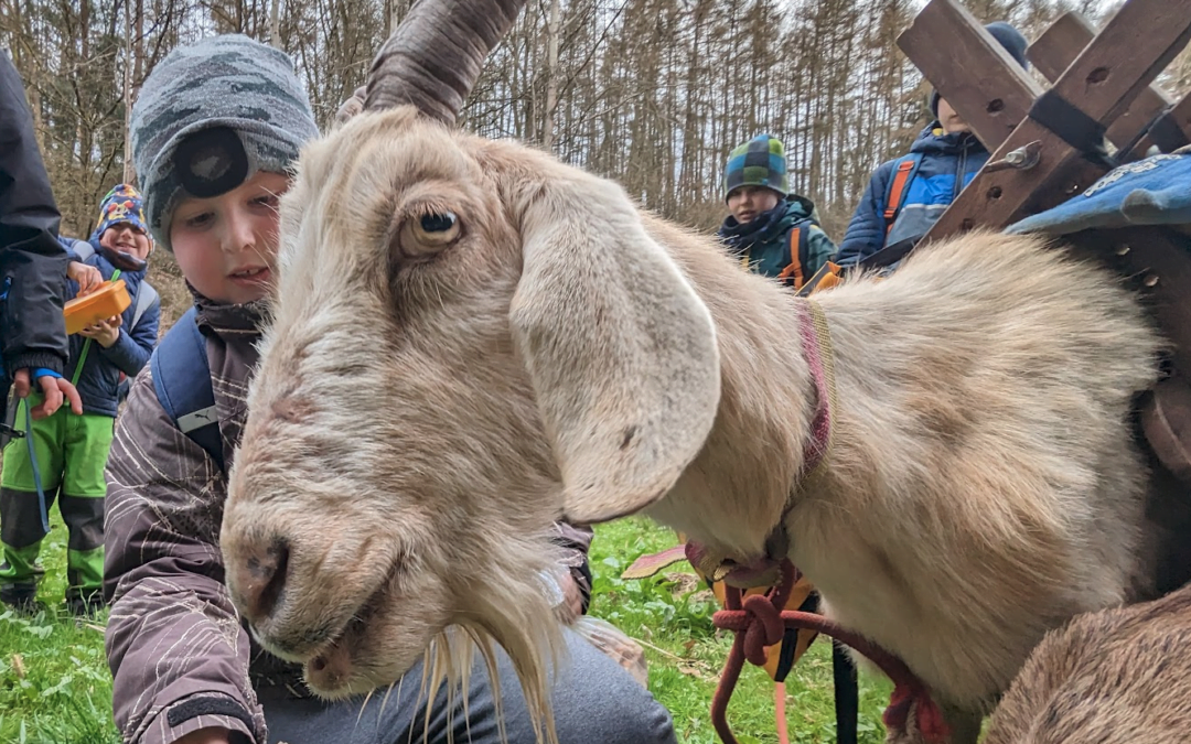 Výprava s kozami